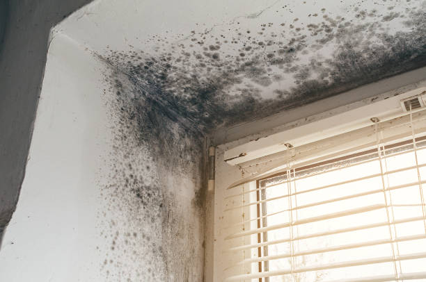 Affordable Basement Mold Removal solutions in Alanson, MI