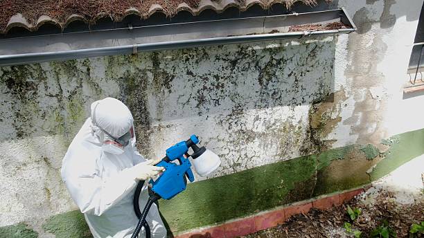 Trusted Attic Mold Removal service in Alanson, MI - Cheap Mold Removal